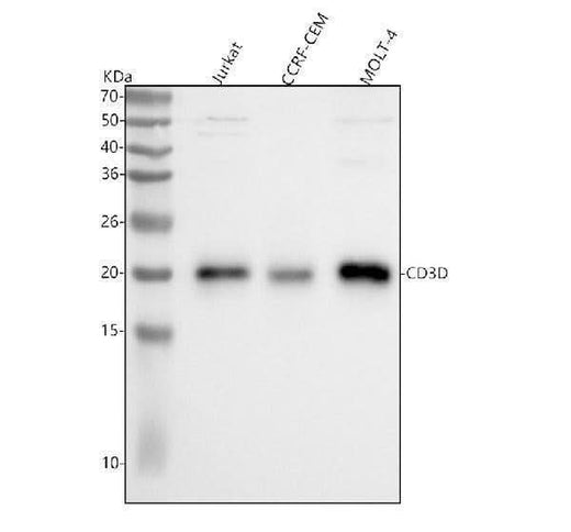 Anti-CD3D Antibody Picoband® Boster Bio