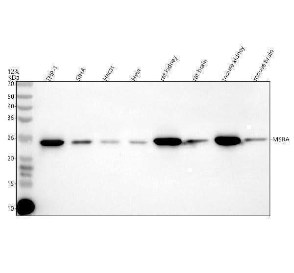 Anti-MSRA Antibody Picoband® Boster Bio