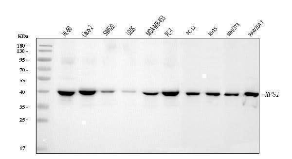 Anti-RRS1 Antibody Picoband® Boster Bio