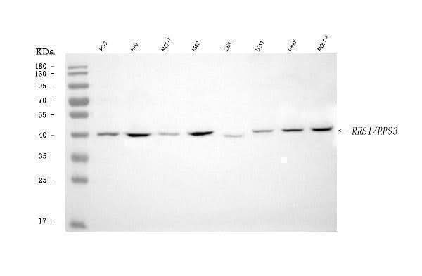 Anti-RRS1 Antibody Picoband® Boster Bio