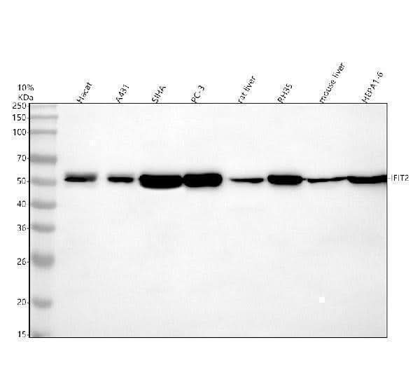 Anti-IFIT2 Antibody Picoband® Boster Bio