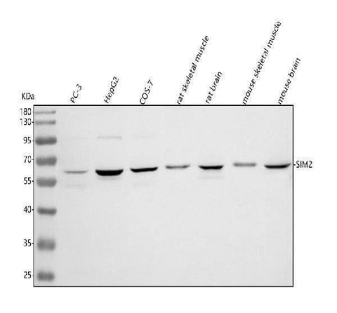 Anti-SIM2 Antibody Picoband® Boster Bio