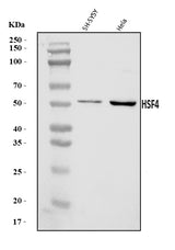 Anti-HSF4 Antibody Picoband® Boster Bio