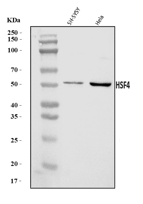 Anti-HSF4 Antibody Picoband® Boster Bio