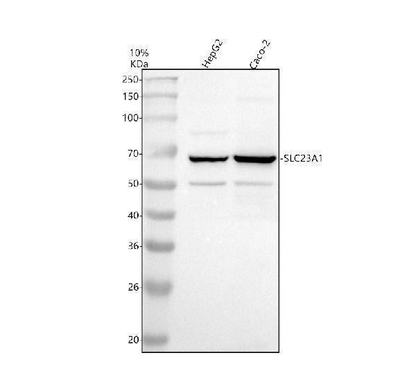 Anti-SLC23A1 Antibody Picoband® Boster Bio