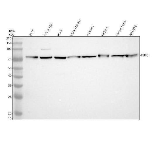 Anti-FUT8 Antibody Picoband® Boster Bio