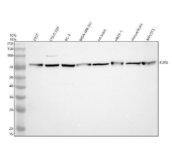 Anti-FUT8 Antibody Picoband® Boster Bio