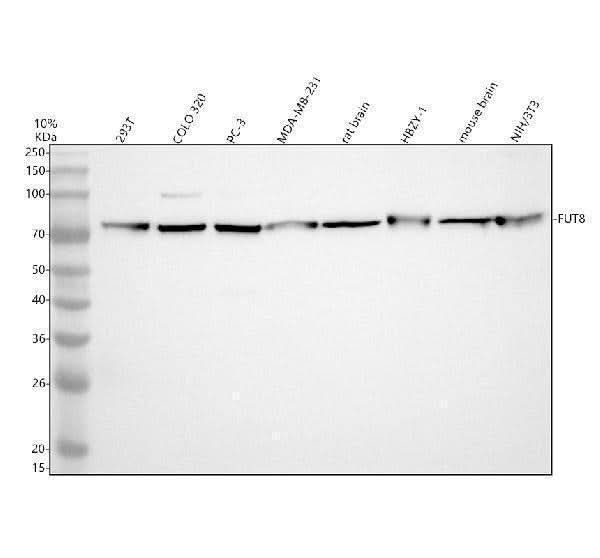 Anti-FUT8 Antibody Picoband® Boster Bio