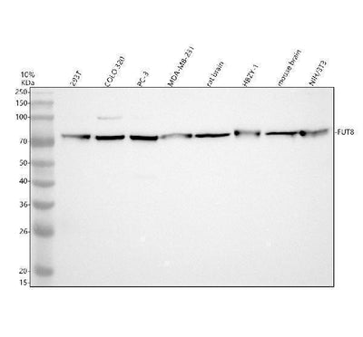 Anti-FUT8 Antibody Picoband® Boster Bio