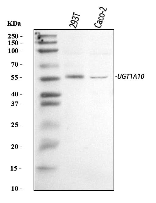 Anti-UGT1A10 Antibody Picoband® Boster Bio