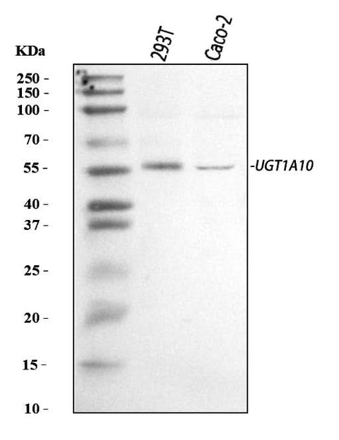 Anti-UGT1A10 Antibody Picoband® Boster Bio