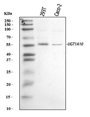 Anti-UGT1A10 Antibody Picoband® Boster Bio