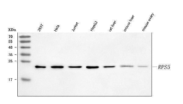 Anti-RPS5 Antibody Picoband® Boster Bio