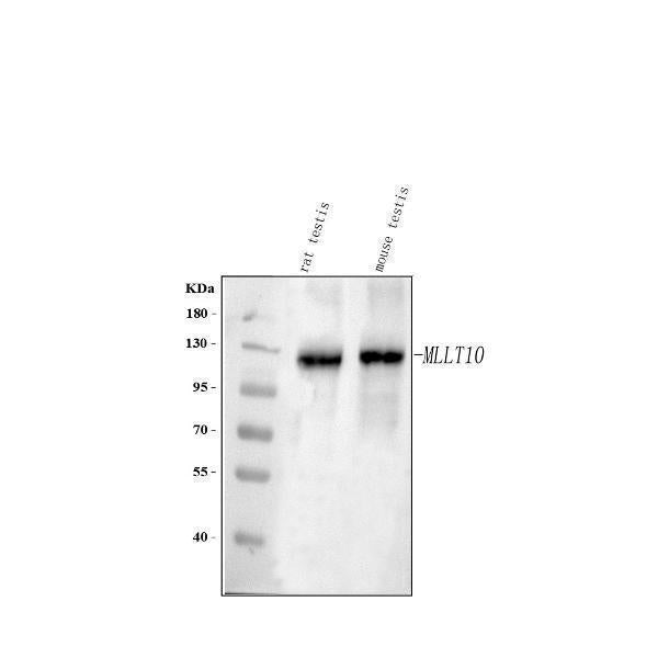 Anti-MLLT10 Antibody Picoband® Boster Bio