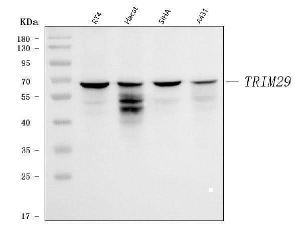 Anti-TRIM29 Antibody Picoband® Boster Bio