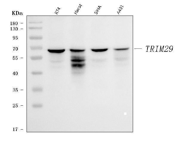 Anti-TRIM29 Antibody Picoband® Boster Bio