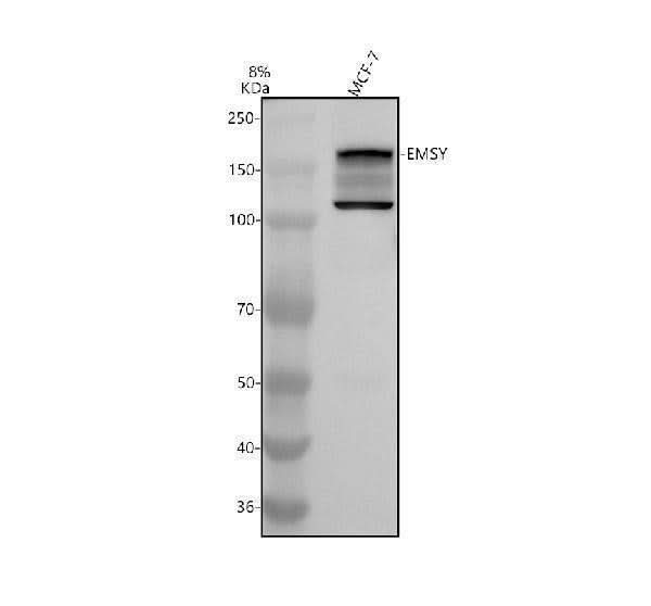 Anti-DNAI1 Antibody Picoband® Boster Bio