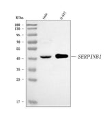 Anti-PI2/SERPINB1 Antibody Picoband® Boster Bio