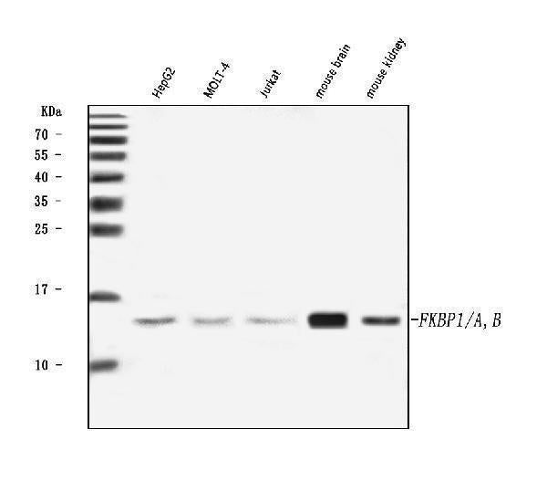 Anti-FKBP1A/1B Antibody Picoband® Boster Bio