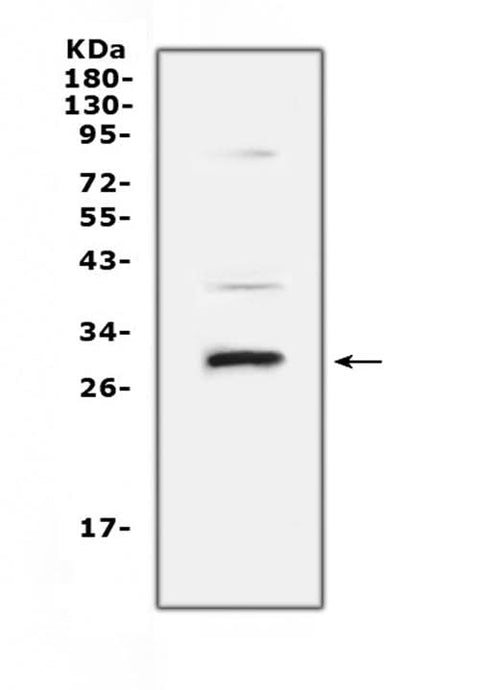 Anti-VEGFB Antibody Picoband® Boster Bio