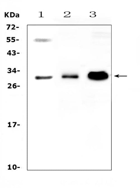Anti-VEGFB Antibody Picoband® Boster Bio