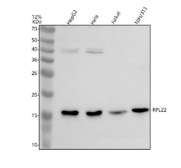 Anti-TID1/DNAJA3 Antibody Picoband® Boster Bio