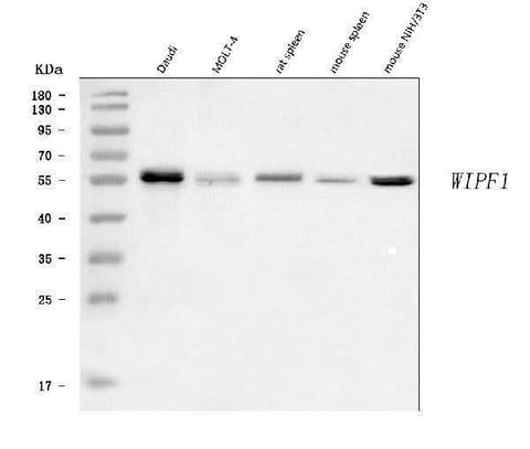 Anti-WIPF1 Antibody Picoband® Boster Bio
