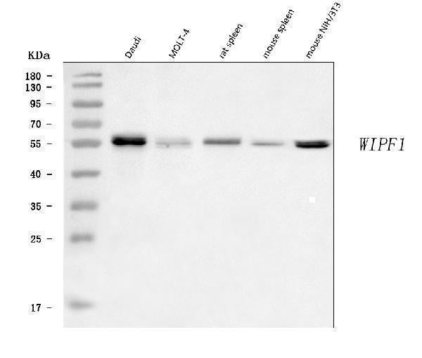 Anti-WIPF1 Antibody Picoband® Boster Bio