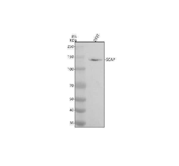 Anti-SCAP Antibody Picoband® Boster Bio