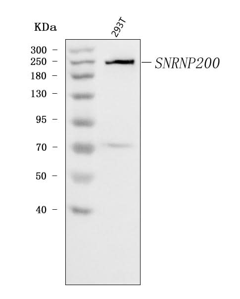 Anti-SNRNP200 Antibody Picoband® Boster Bio