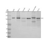 Anti-SIK2 Antibody Picoband® Boster Bio