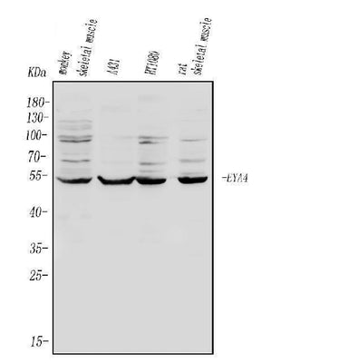 Anti-EYA4 Antibody Picoband® Boster Bio