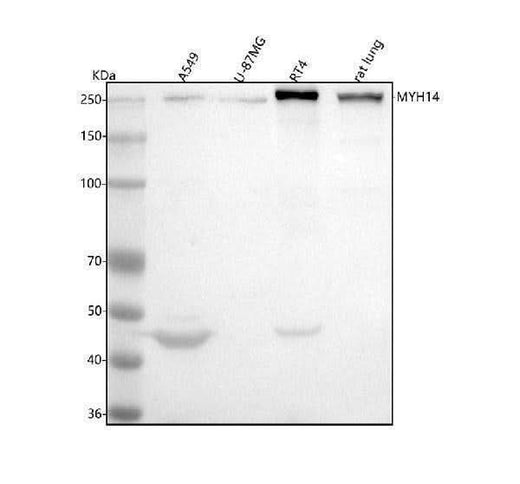Anti-MYH14 Antibody Picoband® Boster Bio