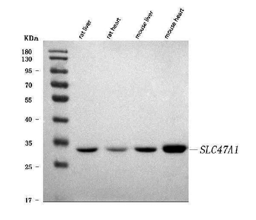 Anti-MATE-1/SLC47A1 Antibody Picoband® Boster Bio