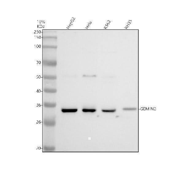 Anti-SIP1/GEMIN2 Antibody Picoband® Boster Bio