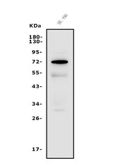 Anti-FUT4 Antibody Picoband® Boster Bio