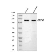 Anti-Contactin 1/CNTN1 Antibody Picoband® Boster Bio