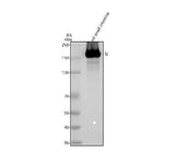 Anti-SI Antibody Picoband® Boster Bio