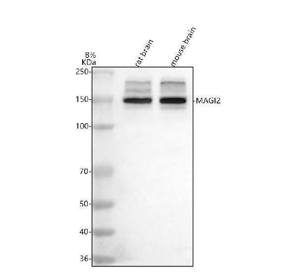 Anti-MAGI2 Antibody Picoband® Boster Bio