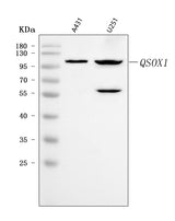 Anti-Quiescin Q6/QSOX1 Antibody Picoband® Boster Bio