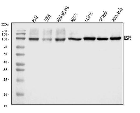 Anti-USP5 Antibody Picoband® Boster Bio