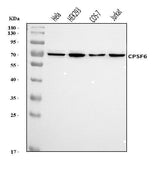 Anti-CPSF6 Antibody Picoband® Boster Bio