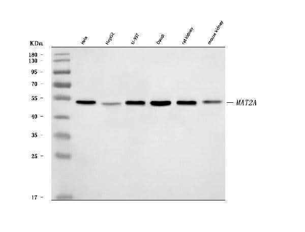 Anti-MAT2A Antibody Picoband® Boster Bio