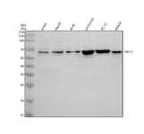 Anti-RBCK1 Antibody Picoband® Boster Bio