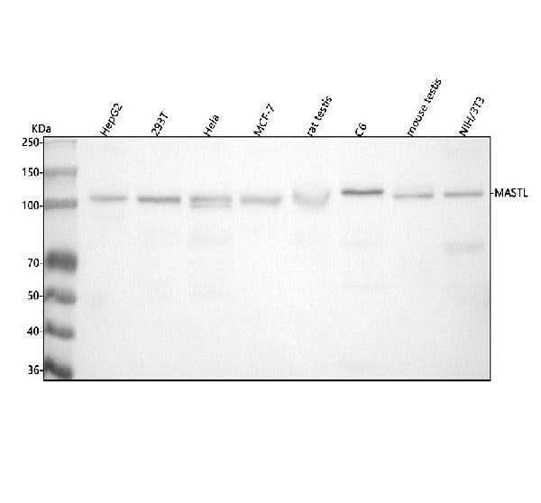 Anti-MASTL Antibody Picoband® Boster Bio