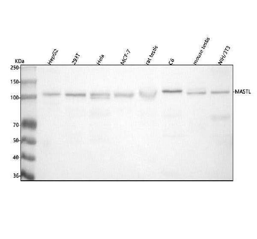 Anti-MASTL Antibody Picoband® Boster Bio