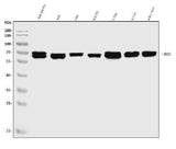 Anti-EHD3 Antibody Picoband® Boster Bio