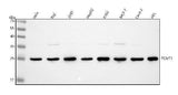Anti-PCMT1 Antibody Picoband® Boster Bio