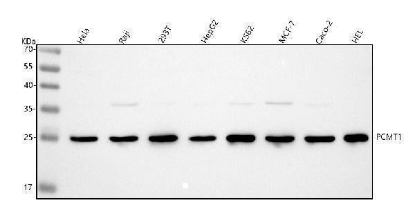 Anti-PCMT1 Antibody Picoband® Boster Bio