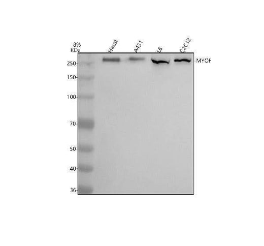 Anti-MYOF Antibody Picoband® Boster Bio